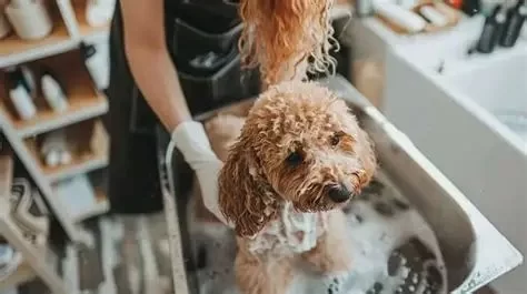 How Often Should You Bathe Your Pet? Tips by Coat Type According to Experts
