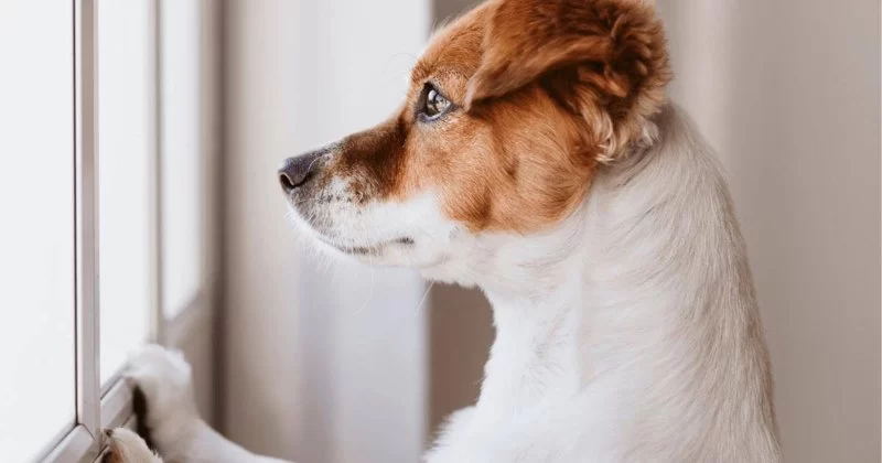 Understanding Separation Anxiety in Dogs: What It Means and How to Treat It