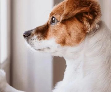 Understanding Separation Anxiety in Dogs: What It Means and How to Treat It