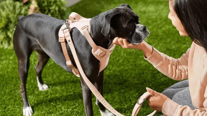 Leash Training Tips: How to Stop Pulling and Tugging According to Experts