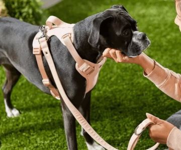 Leash Training Tips: How to Stop Pulling and Tugging According to Experts