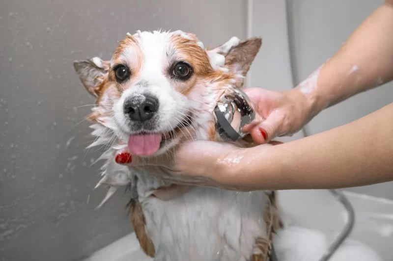 How Often Should You Bathe Your Pet? Tips by Coat Type and What It Means