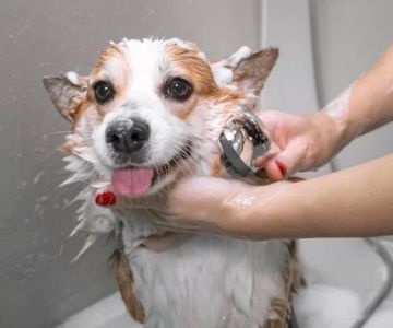 How Often Should You Bathe Your Pet? Tips by Coat Type and What It Means