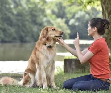 Training a Senior Dog: Is It Too Late? Expert Tips - Vet Approved Insights