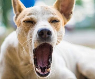 Dog Excessive Yawning and Lip Licking: What It Means and When to Worry