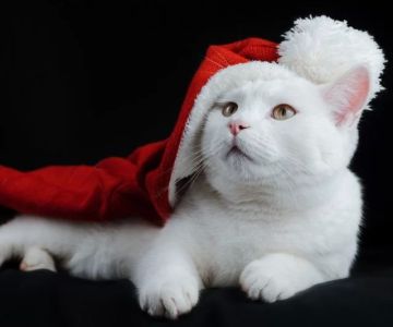 Cat Excessive Vocalizing and Pacing: Causes and Solutions for Pet Owners