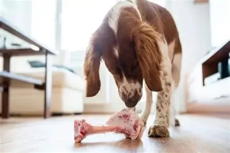 Can Dogs Eat Cooked Lamb? Safe Feeding Guide for Pet Owners