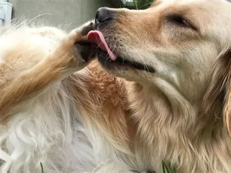 Understanding Why Your Dog Is Licking Paws Excessively and Obsessively