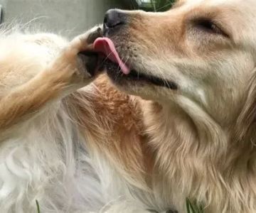 Understanding Why Your Dog Is Licking Paws Excessively and Obsessively