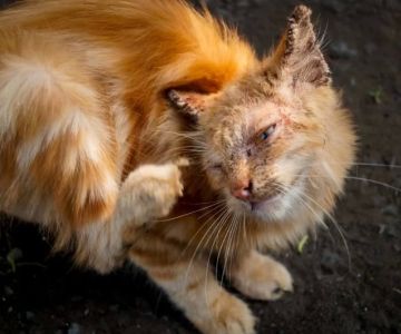 Cat Scratching Face and Ears Often: Causes, Risks, and Solutions