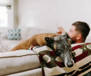 Most Common Household Toxins That Could Harm Your Pet You Shouldn't Ignore