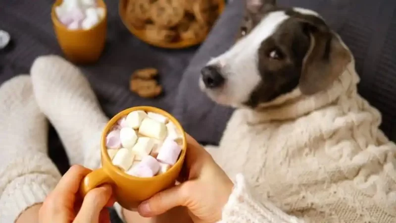 Can Dogs Eat Marshmallow Fluff: Risks and Safer Alternatives