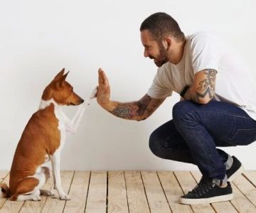 Dog Obedience Training at Home: Where to Start