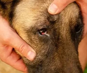 Dog Eye Redness and Swelling: Causes, Treatments, and When to See a Vet