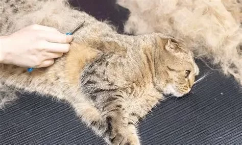 Understanding Cat Excessive Shedding in Clumps and How to Help