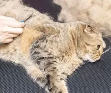 Understanding Cat Excessive Shedding in Clumps and How to Help