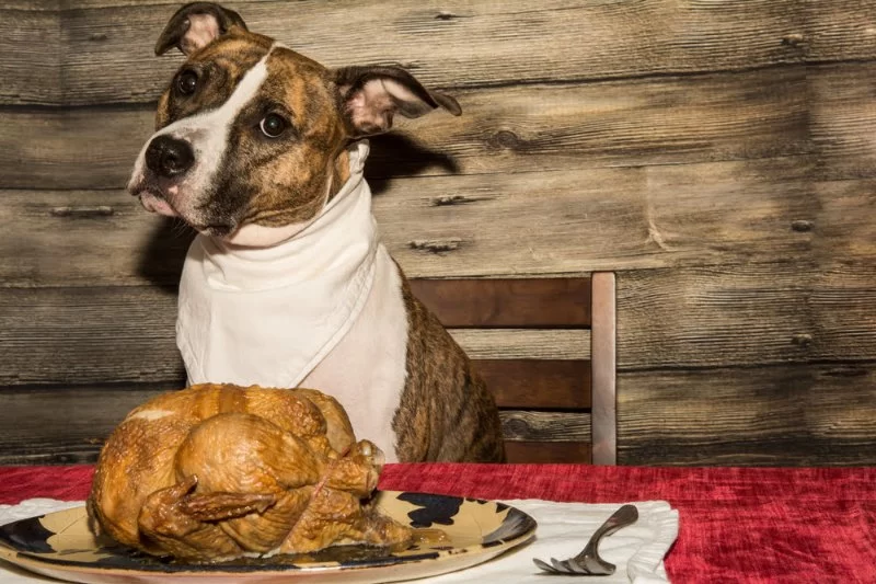 Can Dogs Eat Cooked Turkey Safely? A Complete Guide for Pet Owners