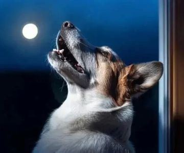 Dog Excessive Barking at Night: Causes, Solutions, and Training Tips