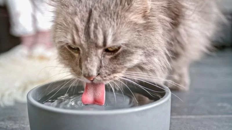 Cat Excessive Thirst and Lack of Energy: Causes and Veterinary Solutions
