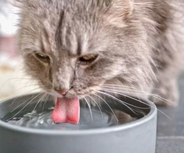 Cat Excessive Thirst and Lack of Energy: Causes and Veterinary Solutions
