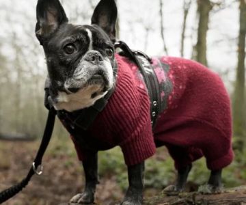 Seasonal Pet Care Tips Every Owner Should Follow You Shouldn't Ignore