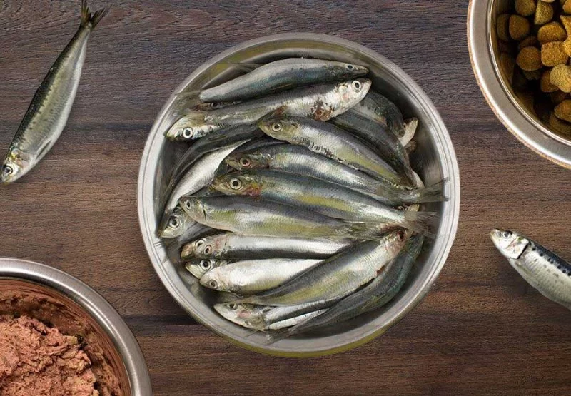 Can Dogs Eat Sardines in Oil Safely? Expert Insights for Pet Parents
