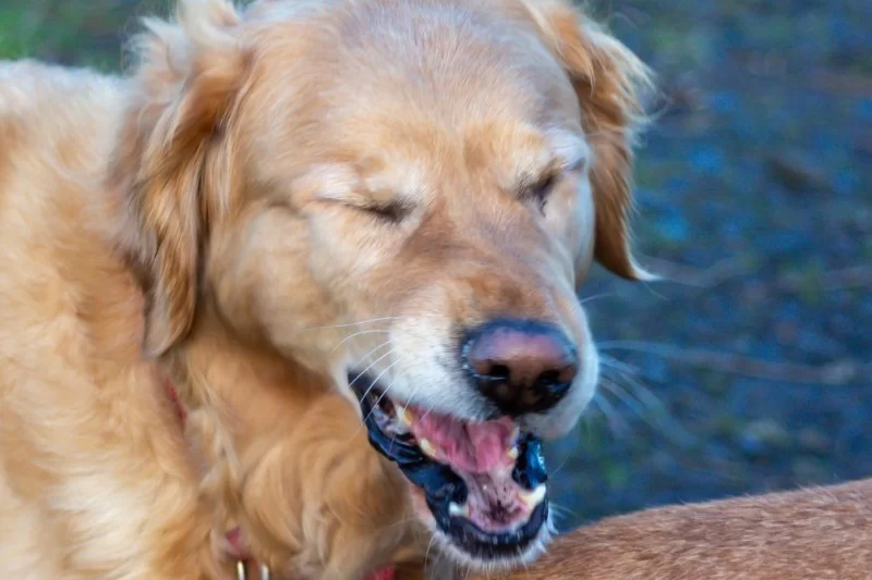 Dog Coughing and Sneezing Causes Every Owner Should Know