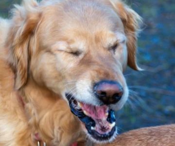 Dog Coughing and Sneezing Causes Every Owner Should Know