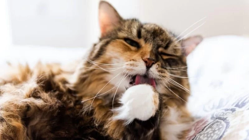 Why Is My Cat Pawing at Mouth Constantly? Causes and Solutions