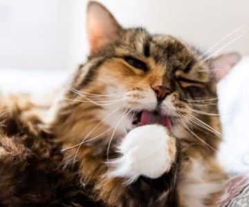 Why Is My Cat Pawing at Mouth Constantly? Causes and Solutions