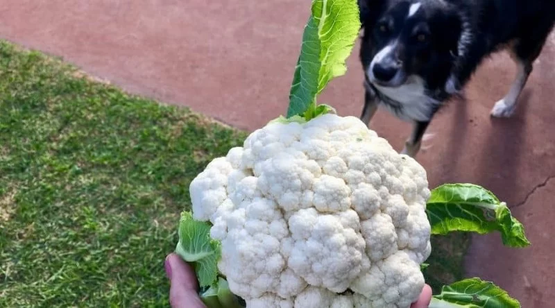 Can Dogs Eat Cauliflower? A Complete Guide for Pet Owners