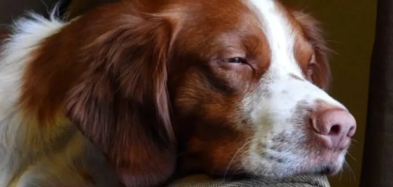 Understanding the Causes of Dog Excessive Drooling at Night