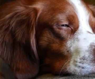 Understanding the Causes of Dog Excessive Drooling at Night