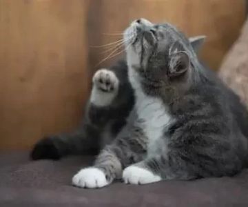 Why Is My Cat Scratching Its Head More Than Usual? Causes and Solutions