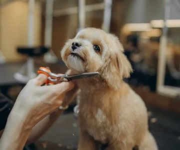 Why Regular Grooming Is Crucial for Your Pet’s Health - Vet Approved Insights