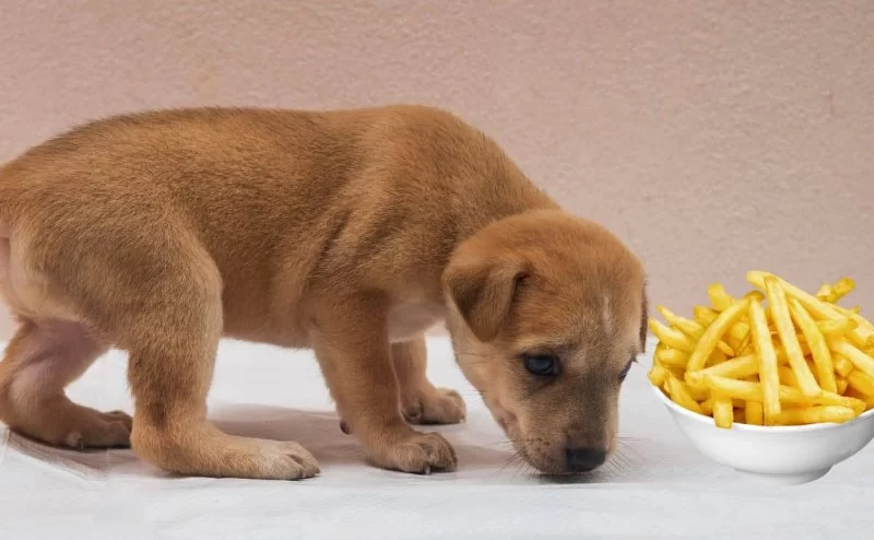 Can Dogs Eat Sweet Potato Fries? A Complete Guide for Pet Owners