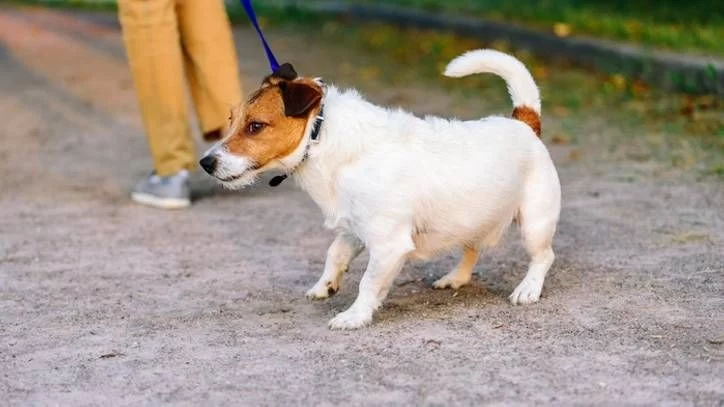 Why Your Dog Is Not Interested in Walks Anymore and How to Help