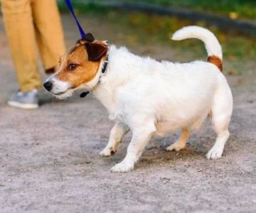 Why Your Dog Is Not Interested in Walks Anymore and How to Help