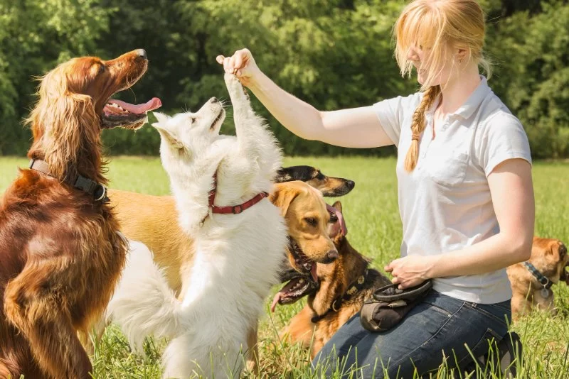 Top 10 Dog Training Tips Every Pet Parent Should Know That Could Save Your Pet's Life