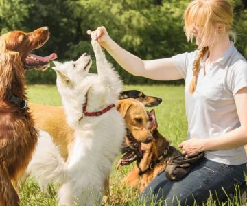 Top 10 Dog Training Tips Every Pet Parent Should Know That Could Save Your Pet's Life
