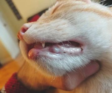 Cat Swollen Gums and Mouth Ulcers: Causes, Care, and Treatment