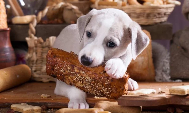 Can Dogs Eat Bread Dough? Risks, Dangers, and Safe Alternatives