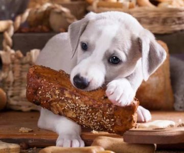 Can Dogs Eat Bread Dough? Risks, Dangers, and Safe Alternatives