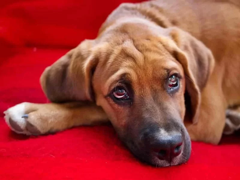 Dog Eye Redness and Swelling: Causes, Symptoms, and Treatment Options