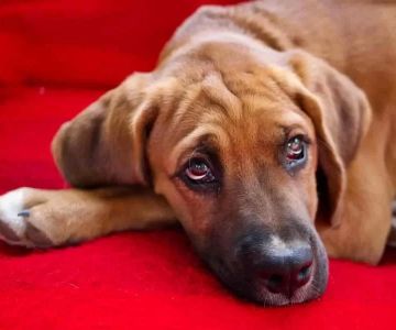 Dog Eye Redness and Swelling: Causes, Symptoms, and Treatment Options