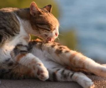 Common Causes of Excessive Grooming and Paw Licking in Cats – Expert Tips