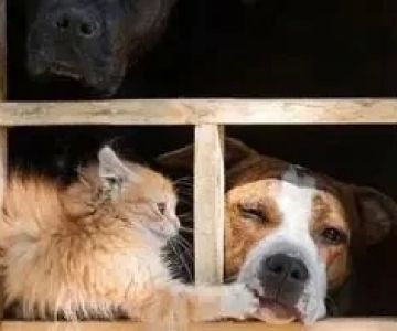 Common Household Toxins That Could Harm Your Pet – Prevention & Tips