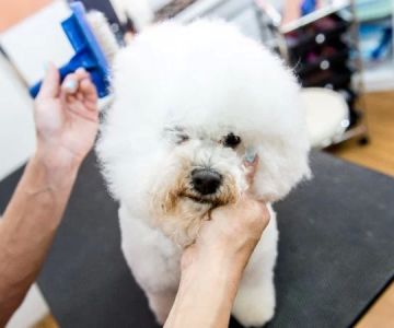 Understanding and Addressing Dog Shaking After Grooming