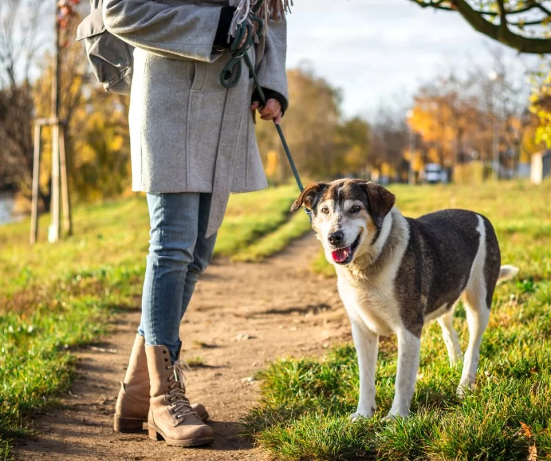 Training a Senior Dog: Expert Tips for Success and Solutions