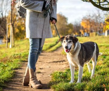 Training a Senior Dog: Expert Tips for Success and Solutions